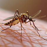 termite  Control