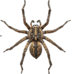 Spider Control