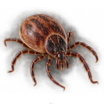 Ticks  Control