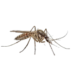 Mosquito Control