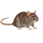 Rodent & Rat Control