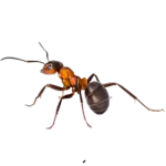 Ant Control