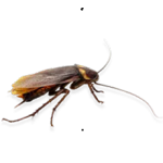 Cockroach Control