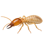 Termite Control