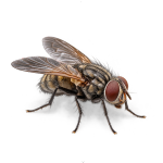 Fly Control